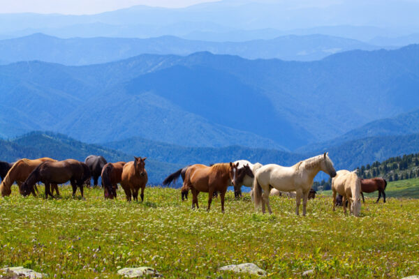 mountains-landscape-with-horses