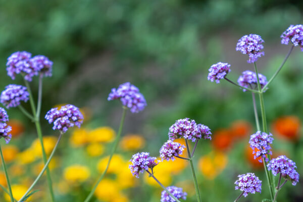 selective-focus-shot-verbena-flowers-filed