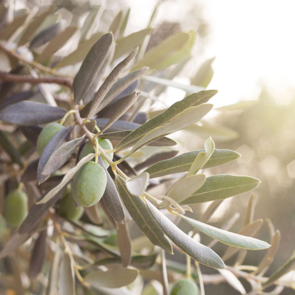 Harvesting olive oil in Lesvos